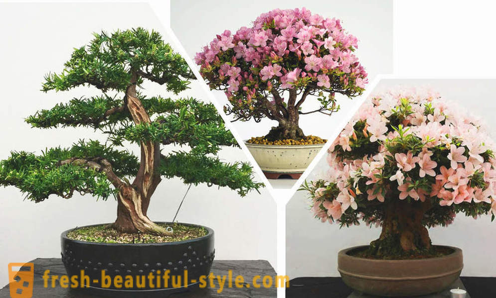 Gawing simple, masdan, bonsai: ang mga patakaran ng eastern estilo sa loob