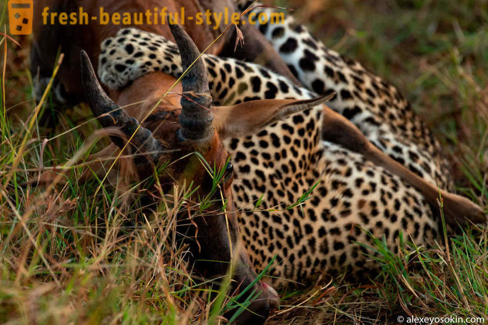 Leopard Pangangaso