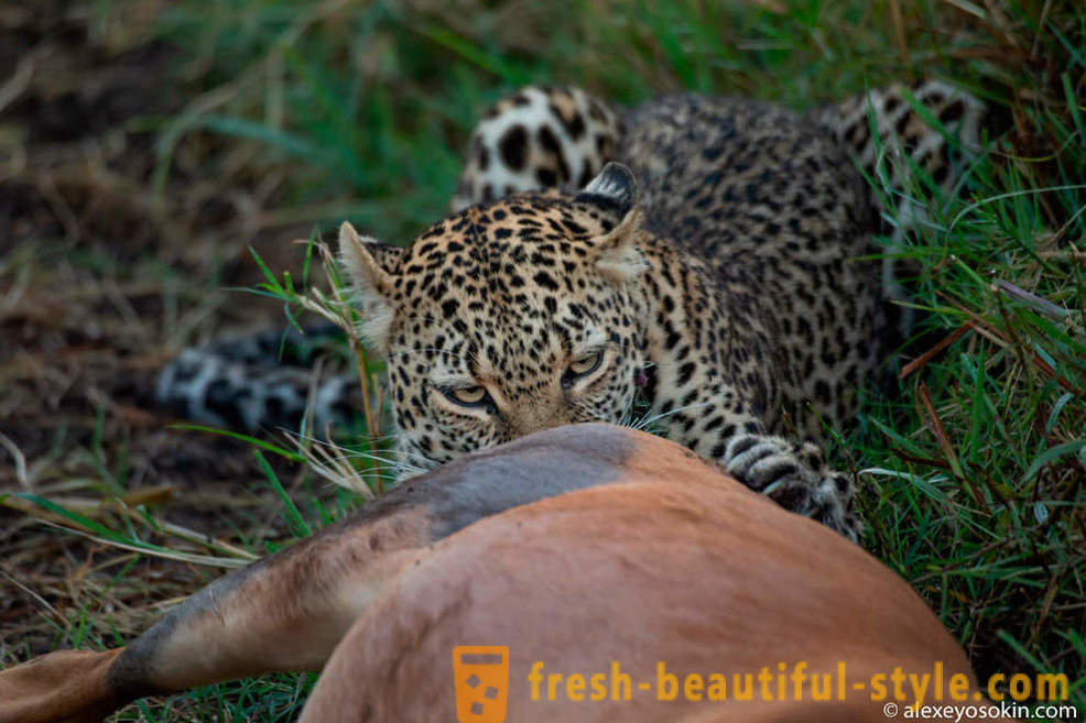 Leopard Pangangaso