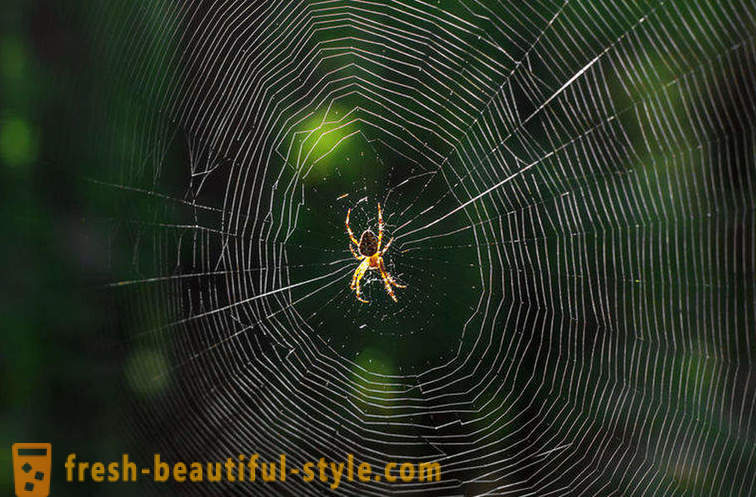 Bakit hindi malito spider sa kanyang web?