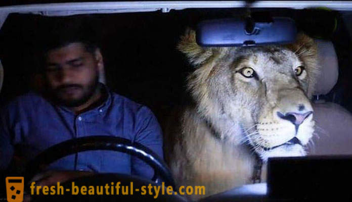 Dalawang kapatid na lalaki mula sa Pakistan nagdala ng isang leon na pinangalanang Simba