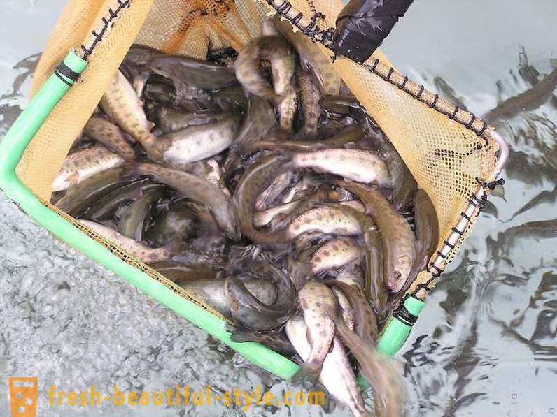 Tulad ng sa Norway makapal na tabla salmon at trout