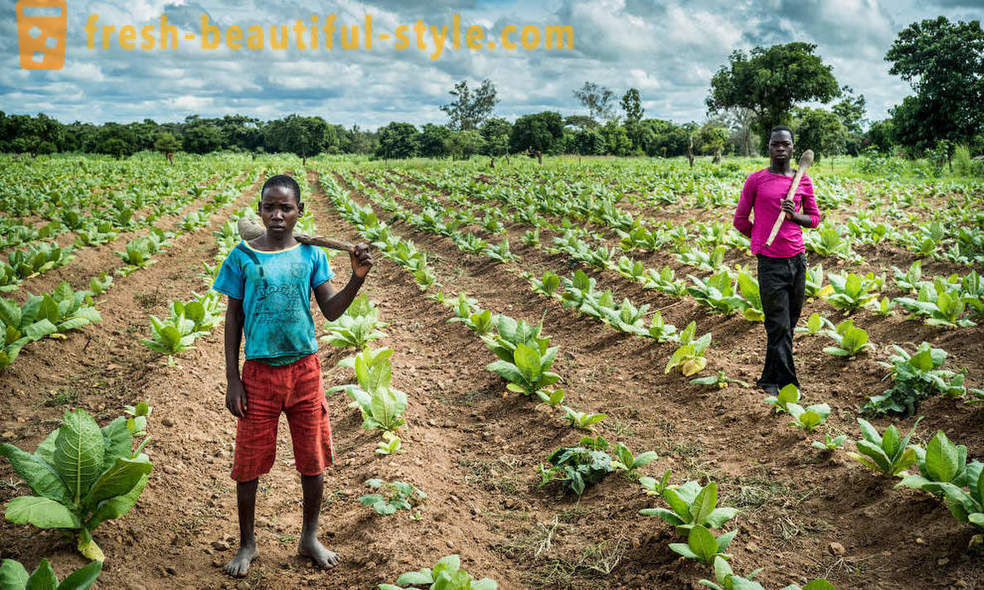Malawian tabako plantation