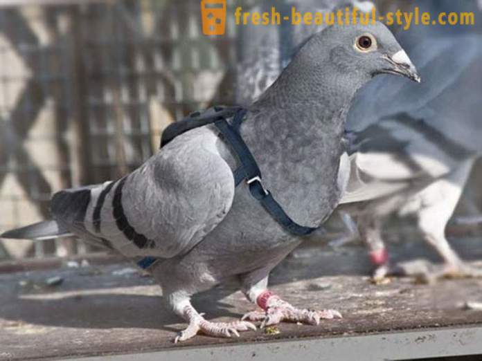 Kagiliw-giliw na mga katotohanan mula sa kasaysayan ng pigeon