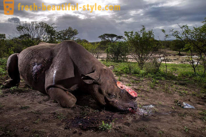 Fotorassledovanie: Ang pangangaso para sa rhino sungay