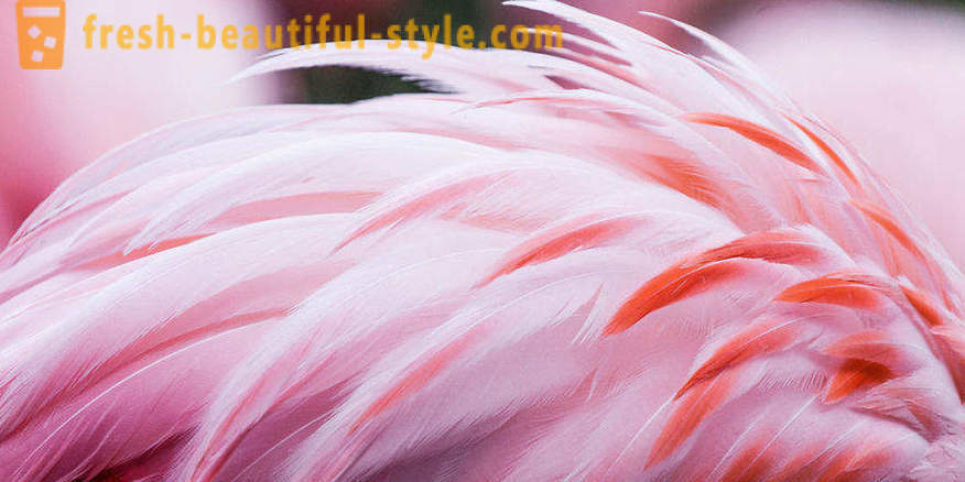 Flamingo - ang ilan sa mga pinakalumang uri ng ibon