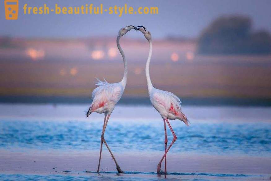 Flamingo - ang ilan sa mga pinakalumang uri ng ibon
