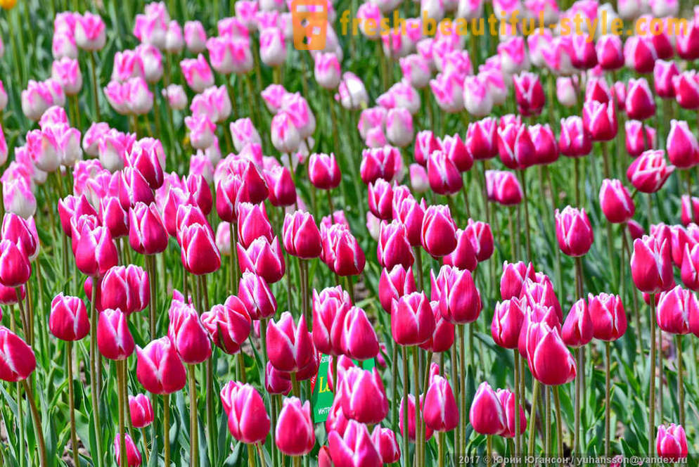 Beauty Crimean tulips sa Nikitsky garden