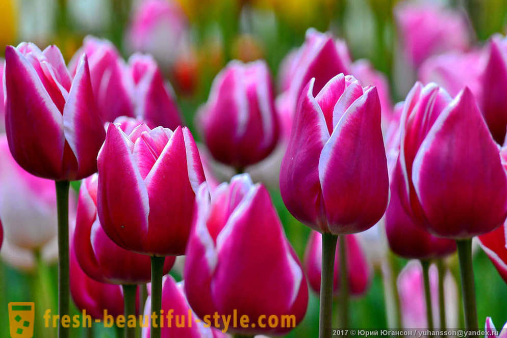 Beauty Crimean tulips sa Nikitsky garden