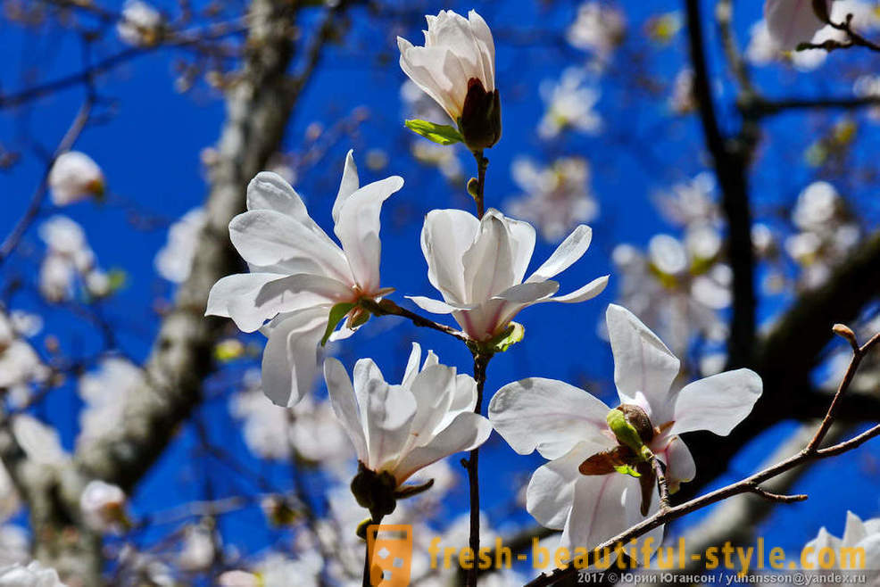 Magandang namumulaklak magnolia Crimean