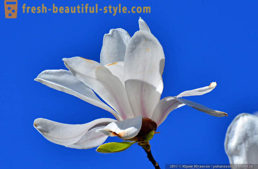 Magandang namumulaklak magnolia Crimean