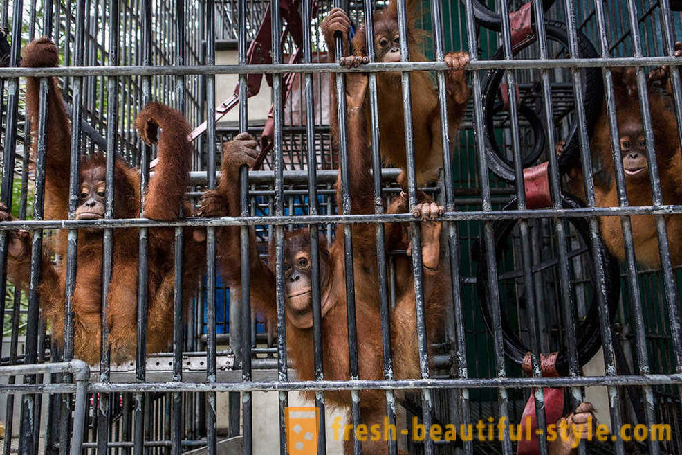 Orangutans sa Indonesia