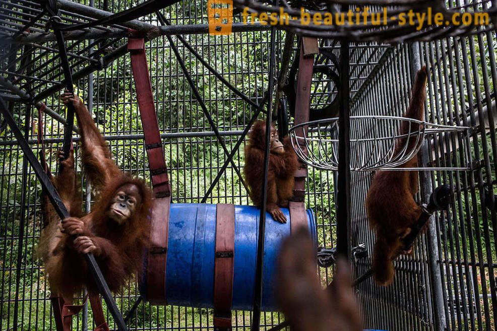 Orangutans sa Indonesia