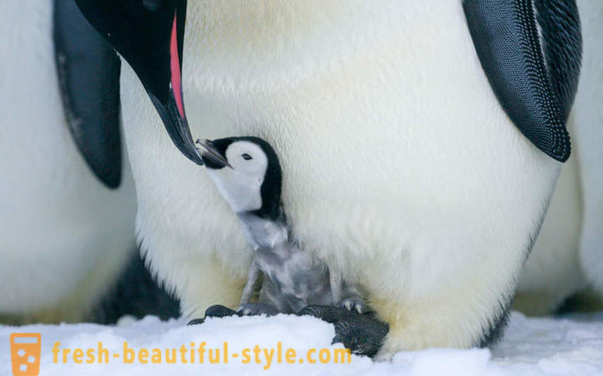 Bilang lalaki Emperor penguin-aalaga para sa kanilang mga supling