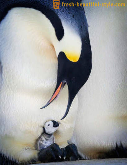 Bilang lalaki Emperor penguin-aalaga para sa kanilang mga supling