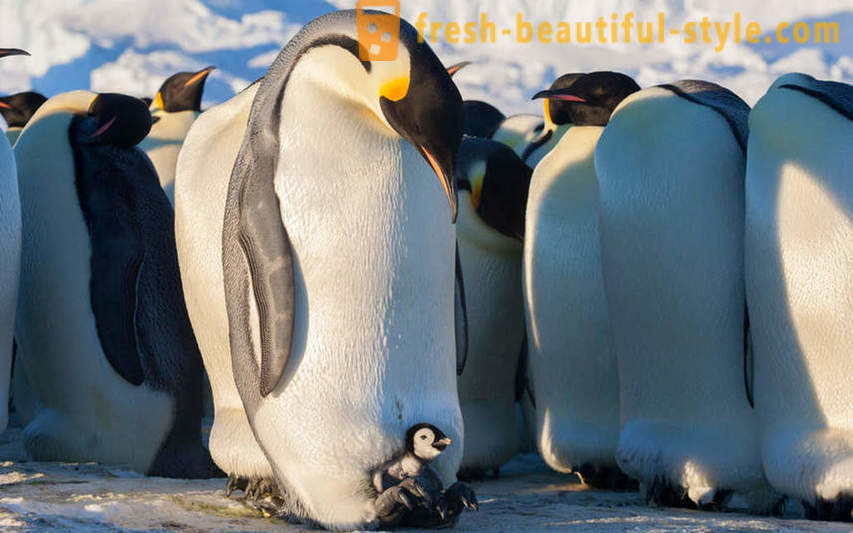 Bilang lalaki Emperor penguin-aalaga para sa kanilang mga supling