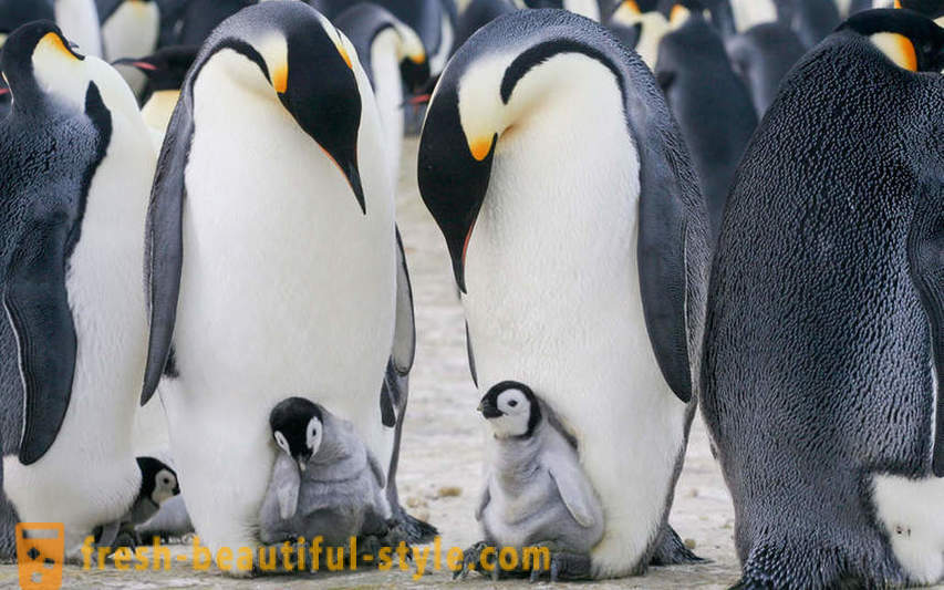 Bilang lalaki Emperor penguin-aalaga para sa kanilang mga supling