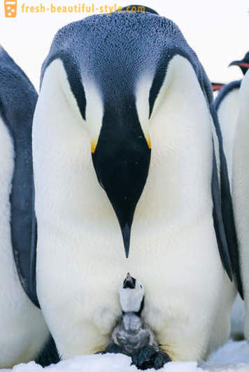 Bilang lalaki Emperor penguin-aalaga para sa kanilang mga supling