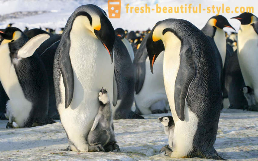 Bilang lalaki Emperor penguin-aalaga para sa kanilang mga supling