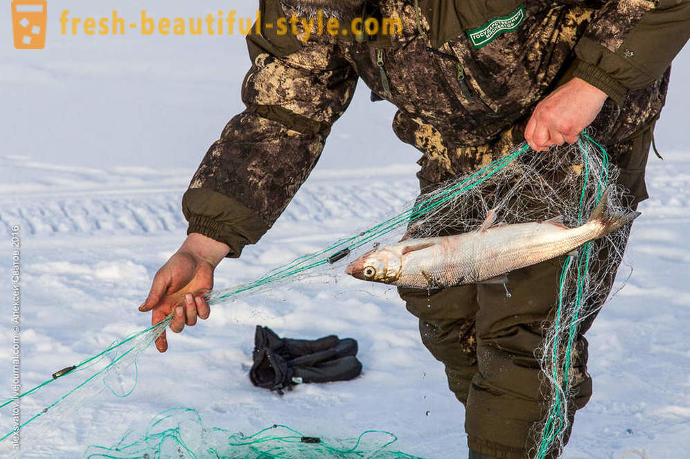 Paano rybinspektory sa Baikal