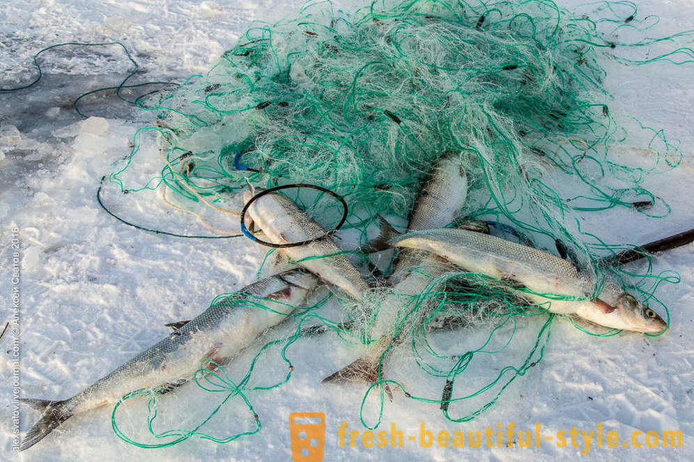Paano rybinspektory sa Baikal