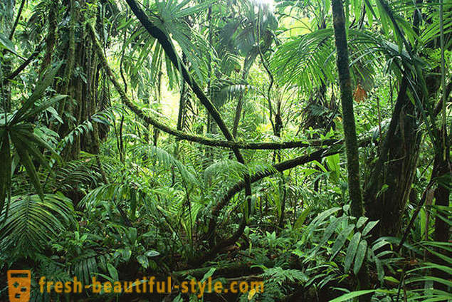 Amazon - natural Wonder ng mundo