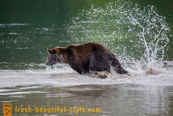 Mula sa simula Kamchatka: Land bears
