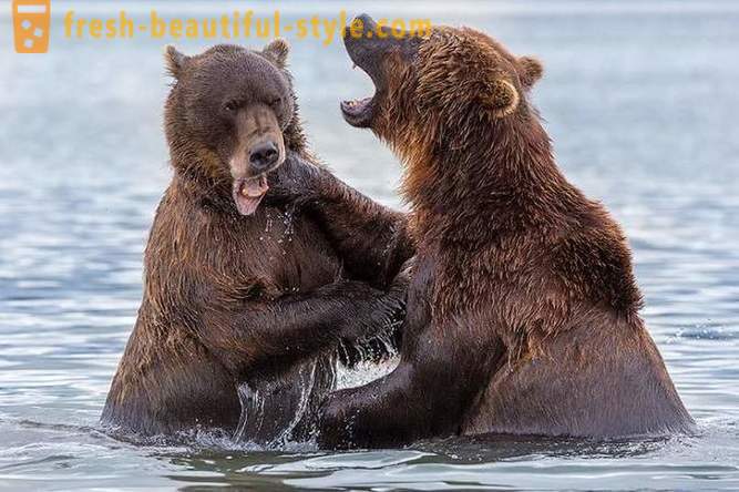 Mula sa simula Kamchatka: Land bears