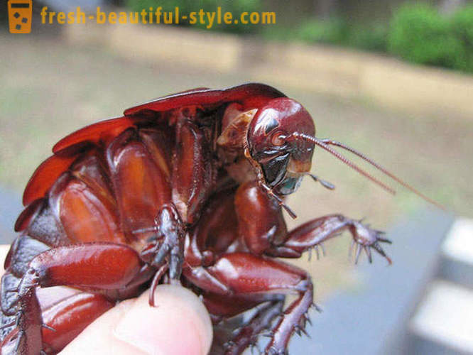 10 sa mga pinaka-kahila-hilakbot na planeta beetles