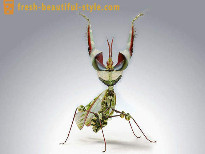 10 sa mga pinaka-kahila-hilakbot na planeta beetles