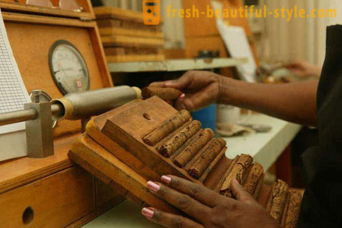Ang proseso ng paglikha ng pinakamahusay na ng Cuban cigar