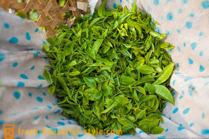 Paano upang mangolekta ng unang tea ani sa taong ito