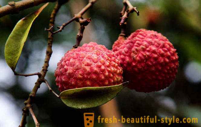 Gabay sa Exotic Fruits