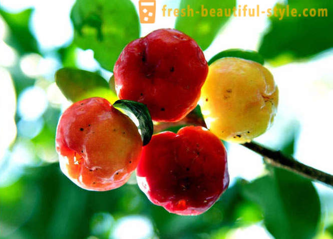 Gabay sa Exotic Fruits