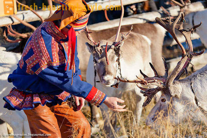 Sa paghahanap ng Santa Claus sa reindeer Siberya namamagaw