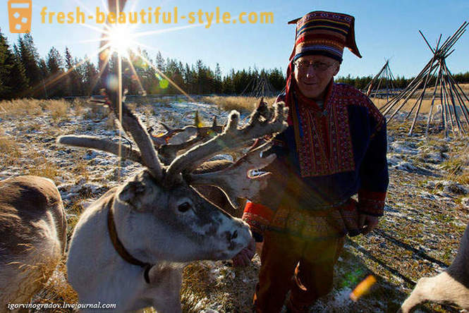 Sa paghahanap ng Santa Claus sa reindeer Siberya namamagaw