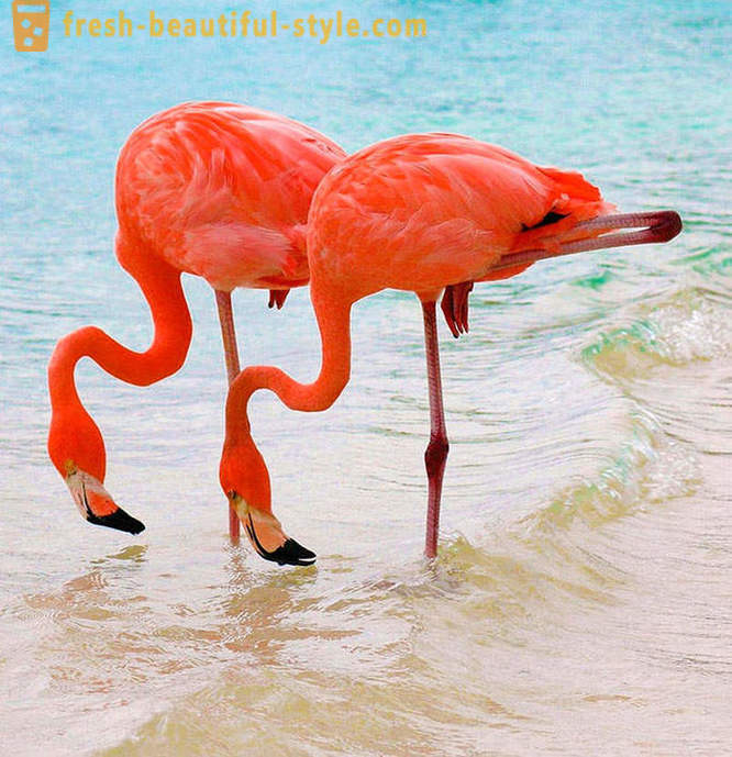 Bansang pink flamingos