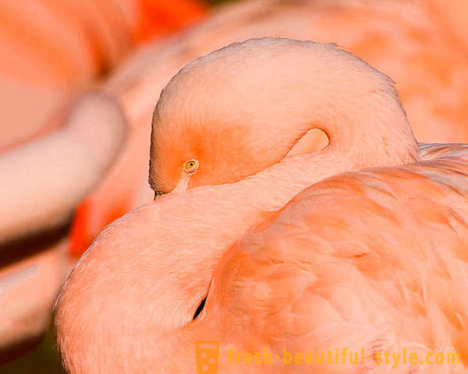 Bansang pink flamingos