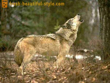 Wolf pangangaso. Pamamaraan ng pangangaso wolves