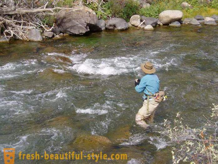 Chub fishing: paraan ng pain. Pansing chub summer